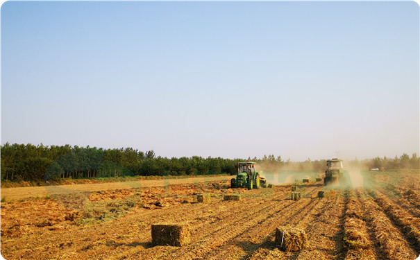 上海世達爾打捆機花生桿打捆作業圖片