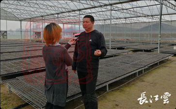 天門紅日子蔬菜專業合作社介紹農民土地入股合作形式進行精耕細作